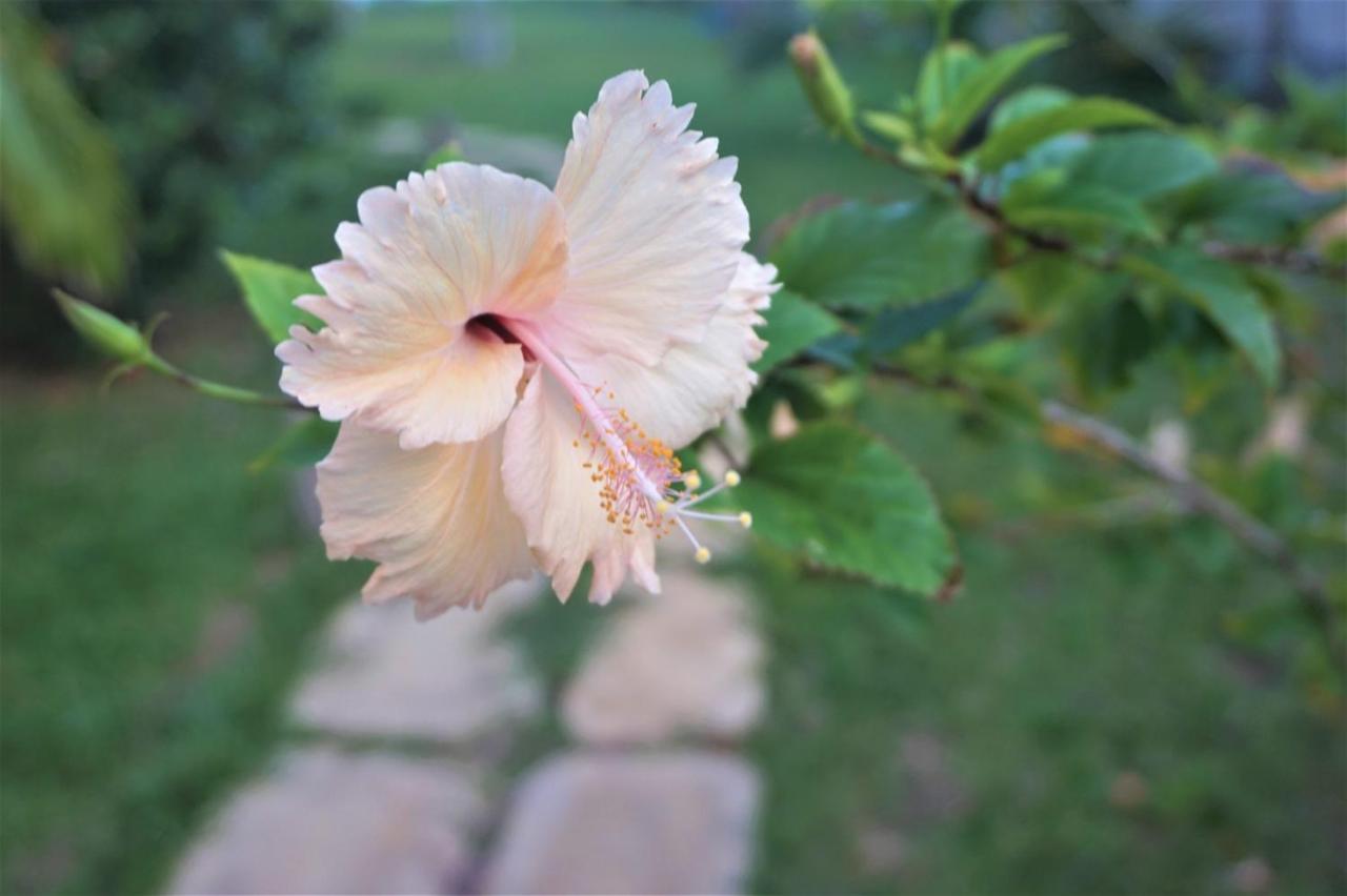Lanka Beach Boutique Bungalows & Grand Villa 탕갈레 외부 사진