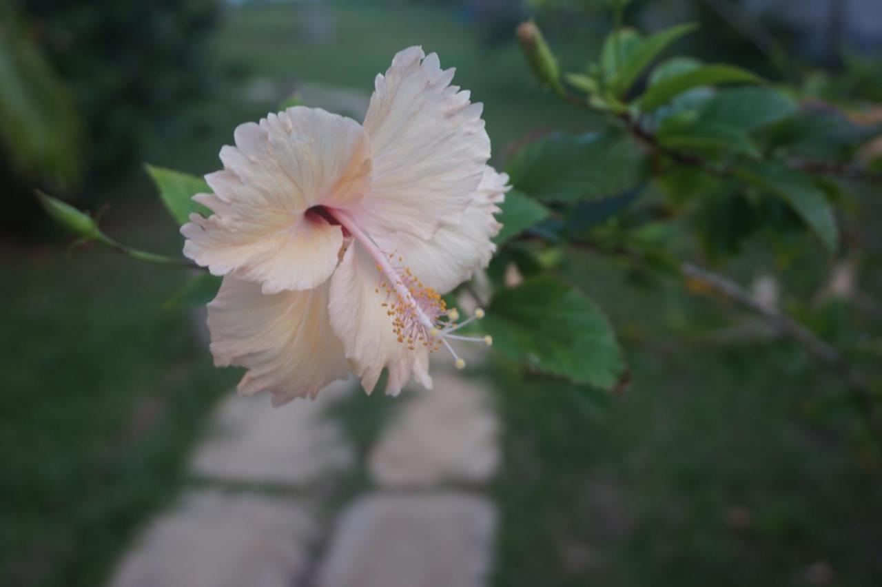 Lanka Beach Boutique Bungalows & Grand Villa 탕갈레 외부 사진